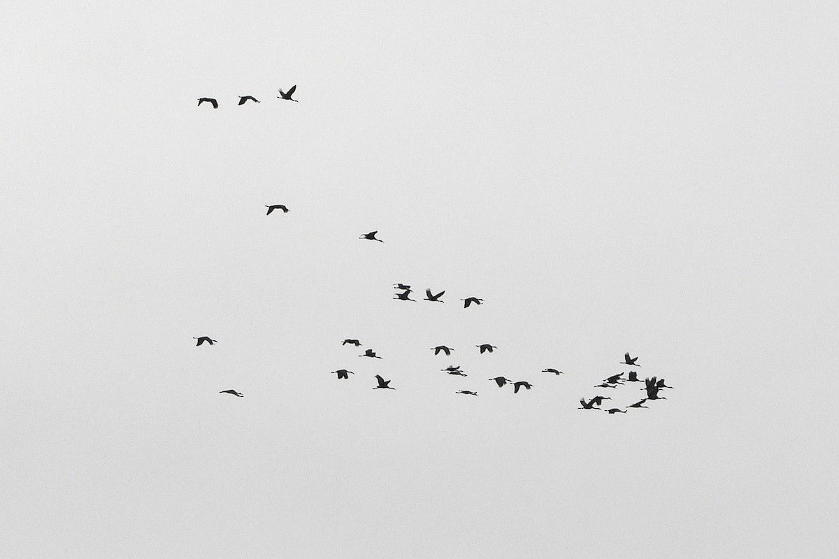 Sandhill Crane - ML646193538