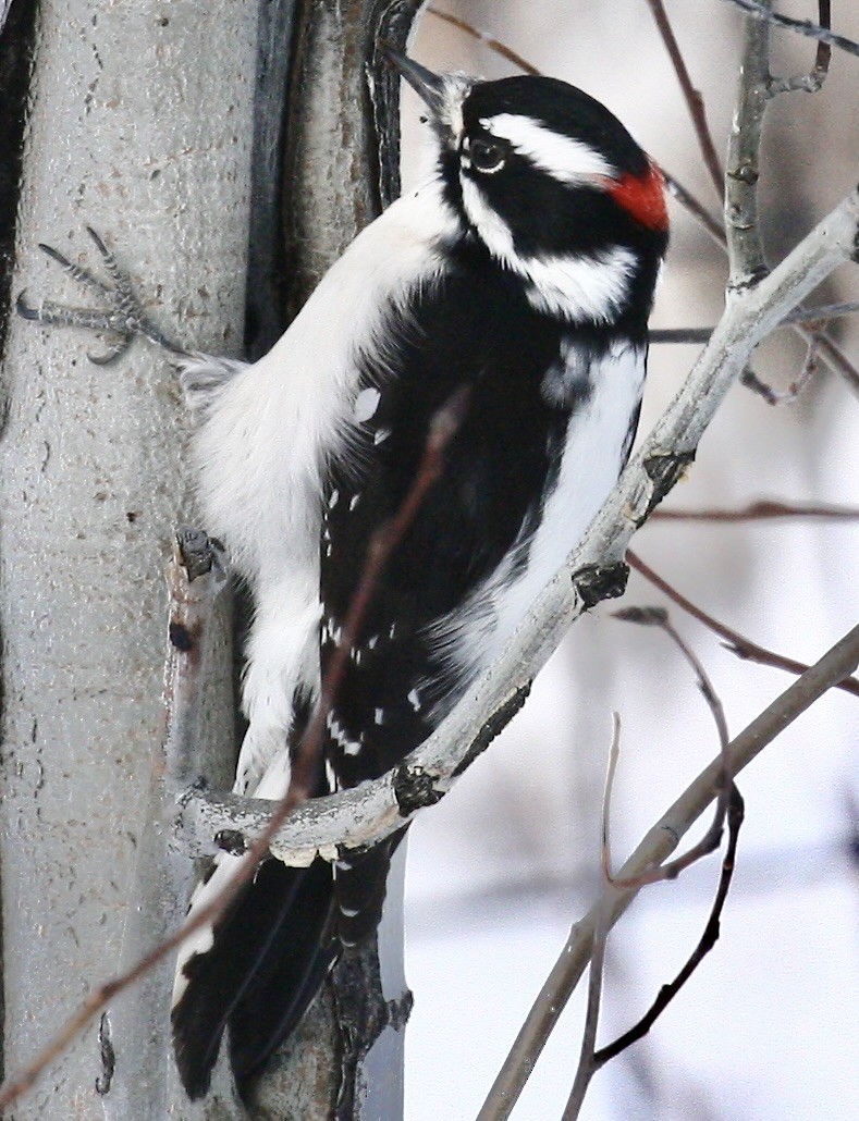 Downy Woodpecker - ML646193539