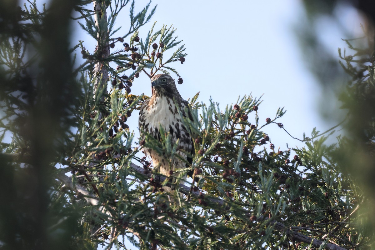Red-tailed Hawk - ML646193541