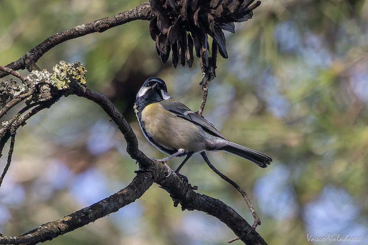 sýkora koňadra - ML646193544