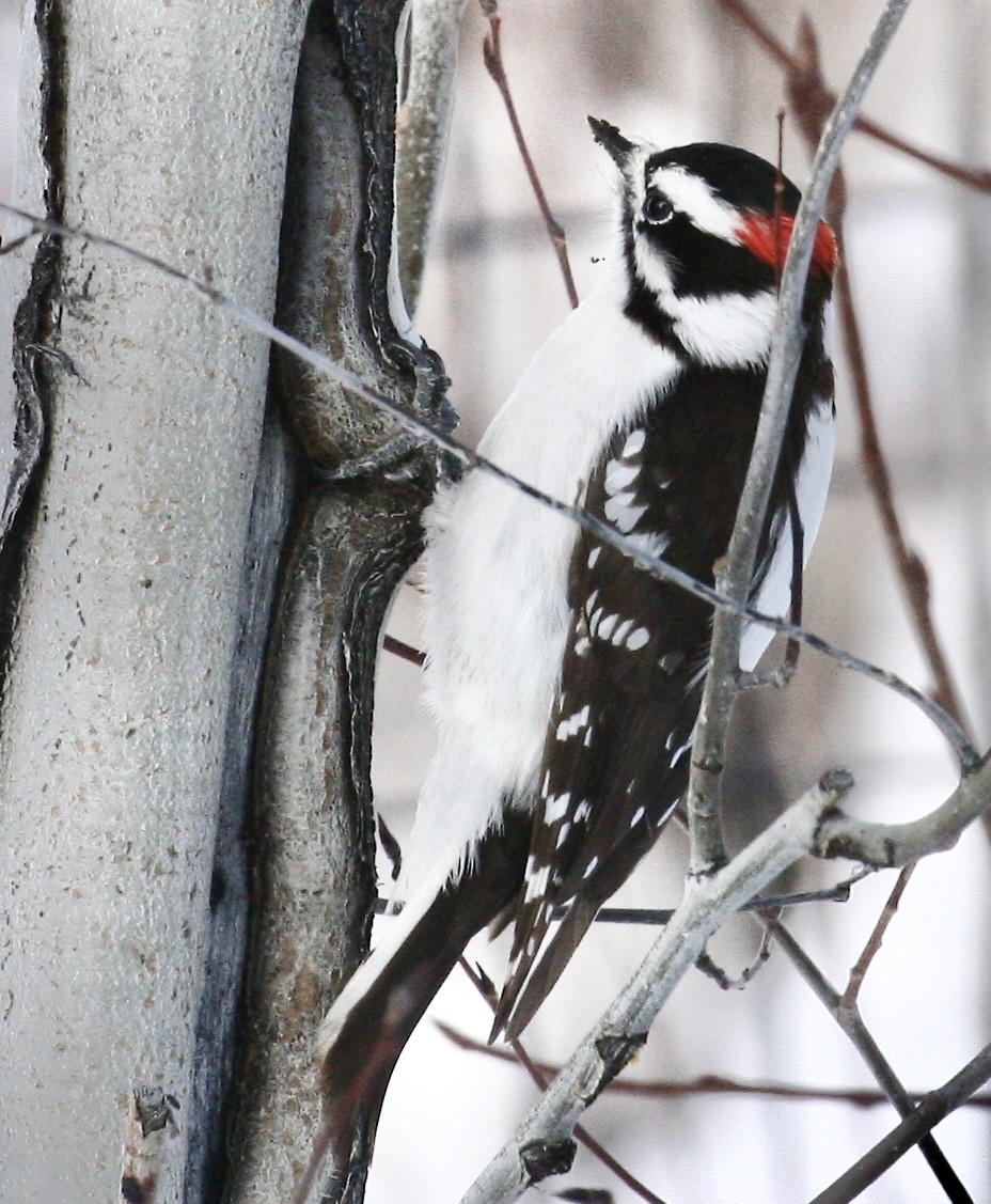 Downy Woodpecker - ML646193547