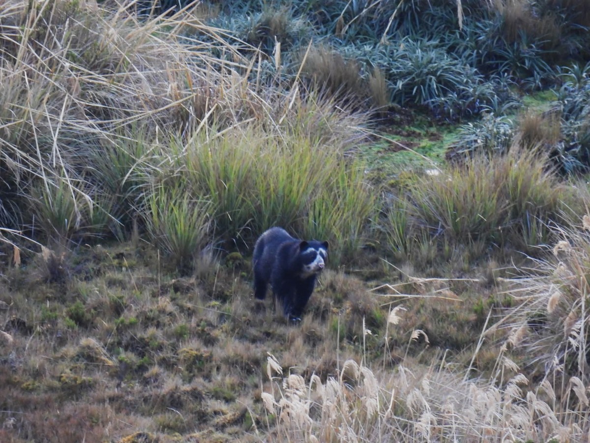 Spectacled Bear - ML646193550