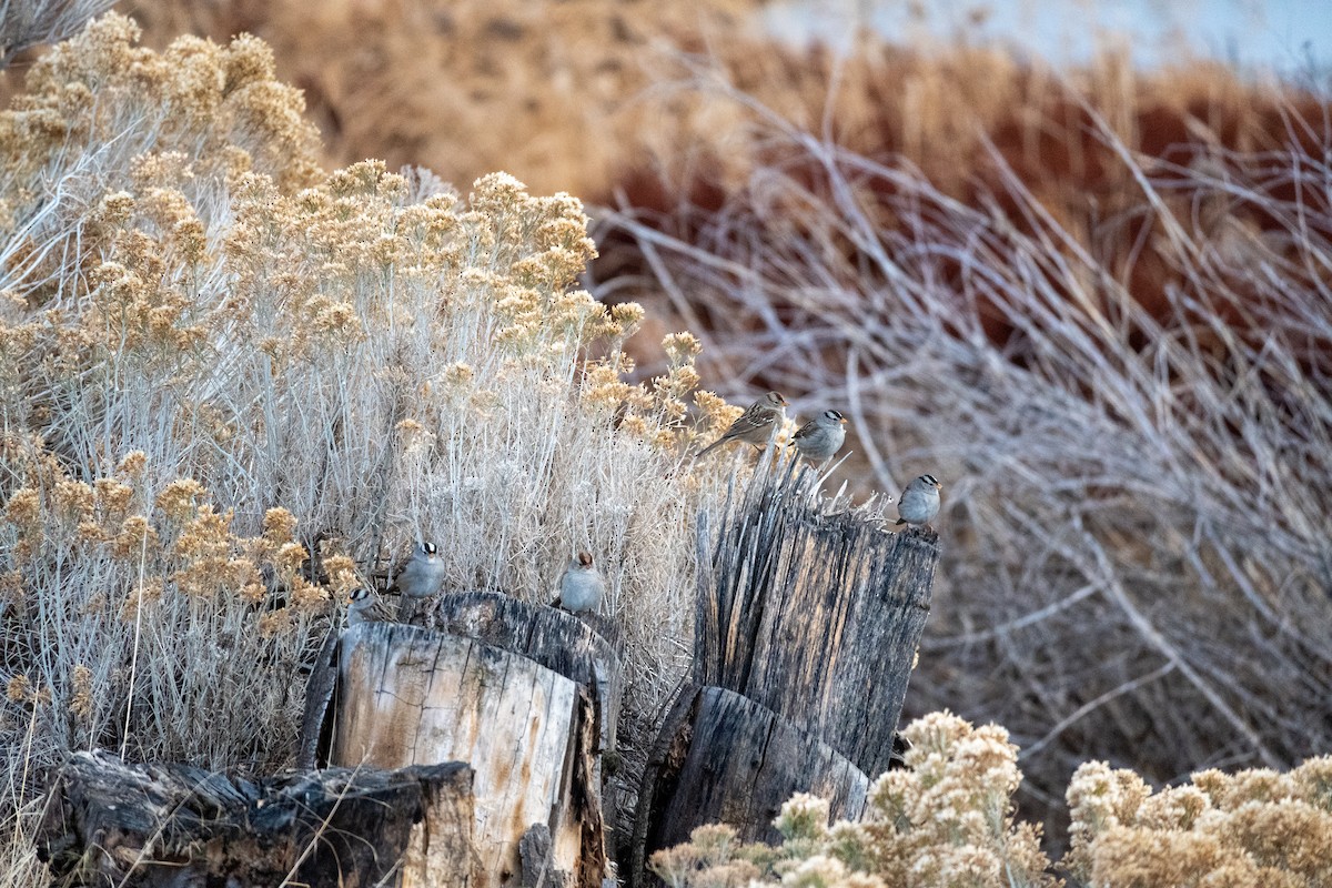 White-crowned Sparrow - ML646193552