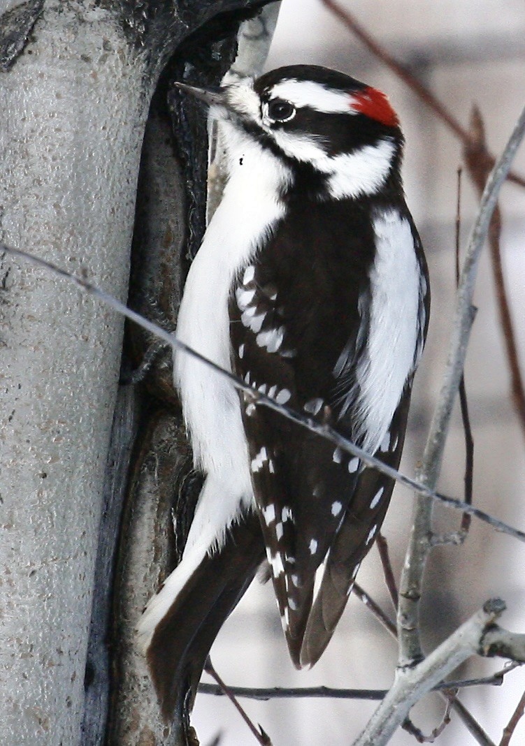 Downy Woodpecker - ML646193553