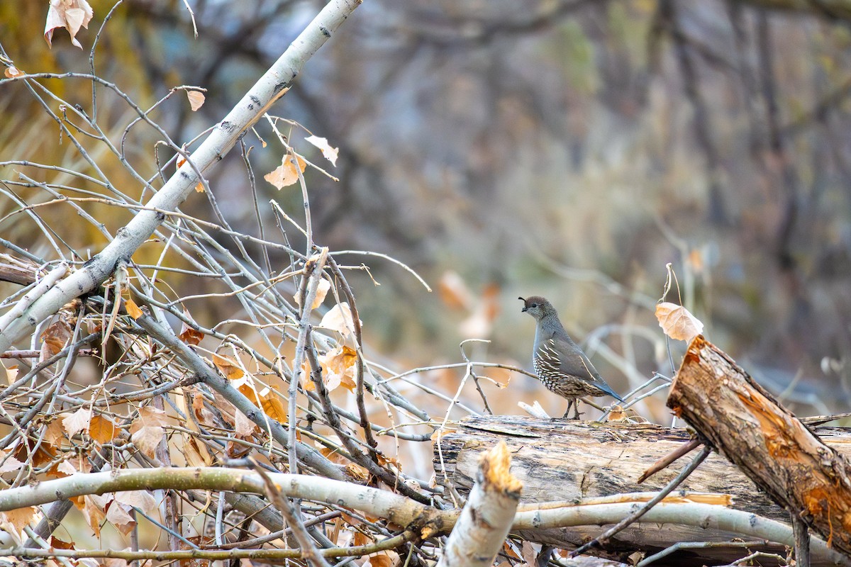 California Quail - ML646193559