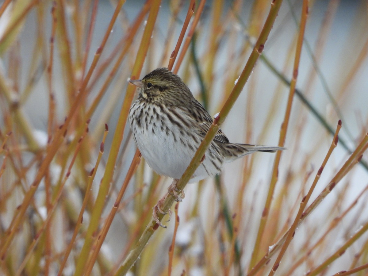 Savannah Sparrow - ML646193560