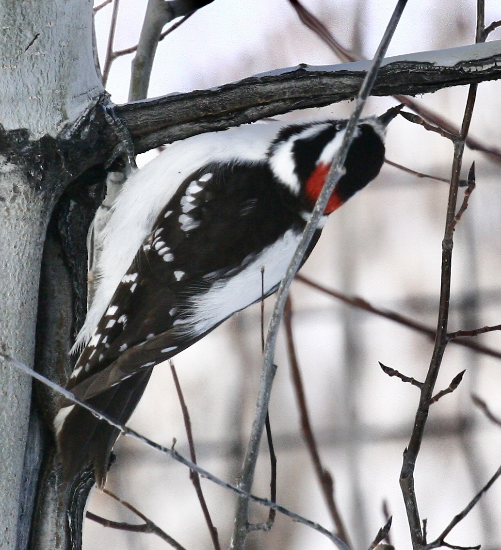 Downy Woodpecker - ML646193561