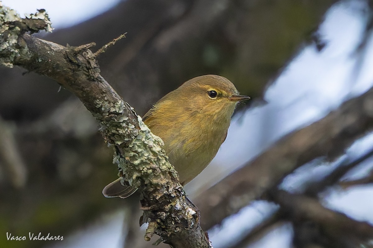 budníček menší - ML646193562