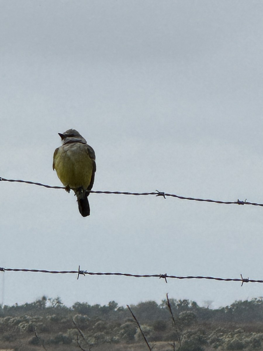 Batı Tiranı - ML646193563