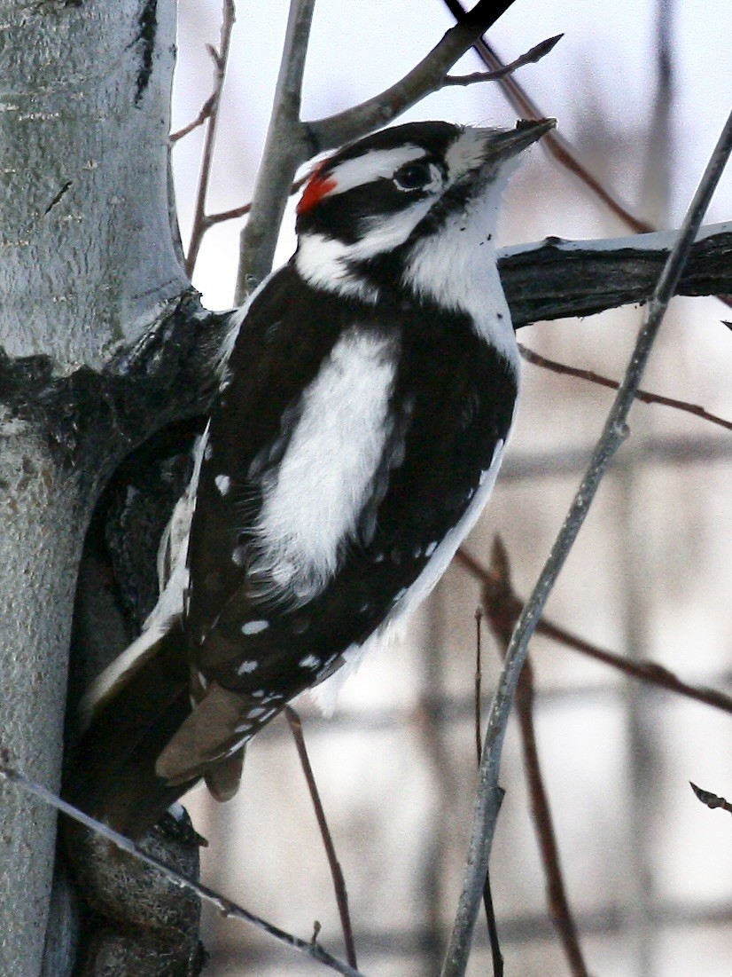 Downy Woodpecker - ML646193570
