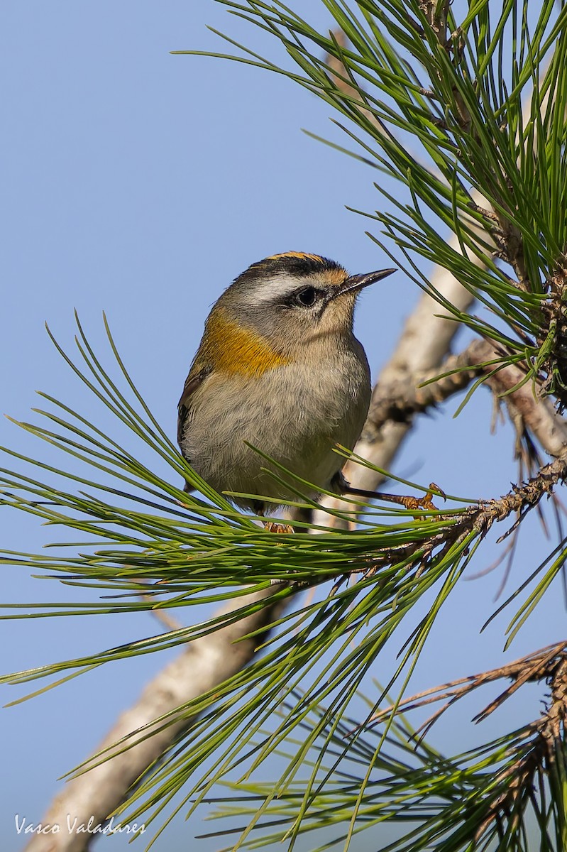 králíček ohnivý - ML646193571