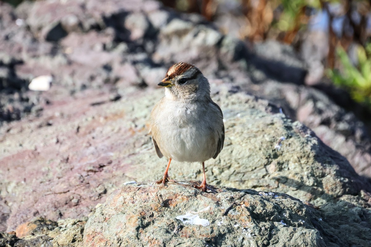 White-crowned Sparrow - ML646193572