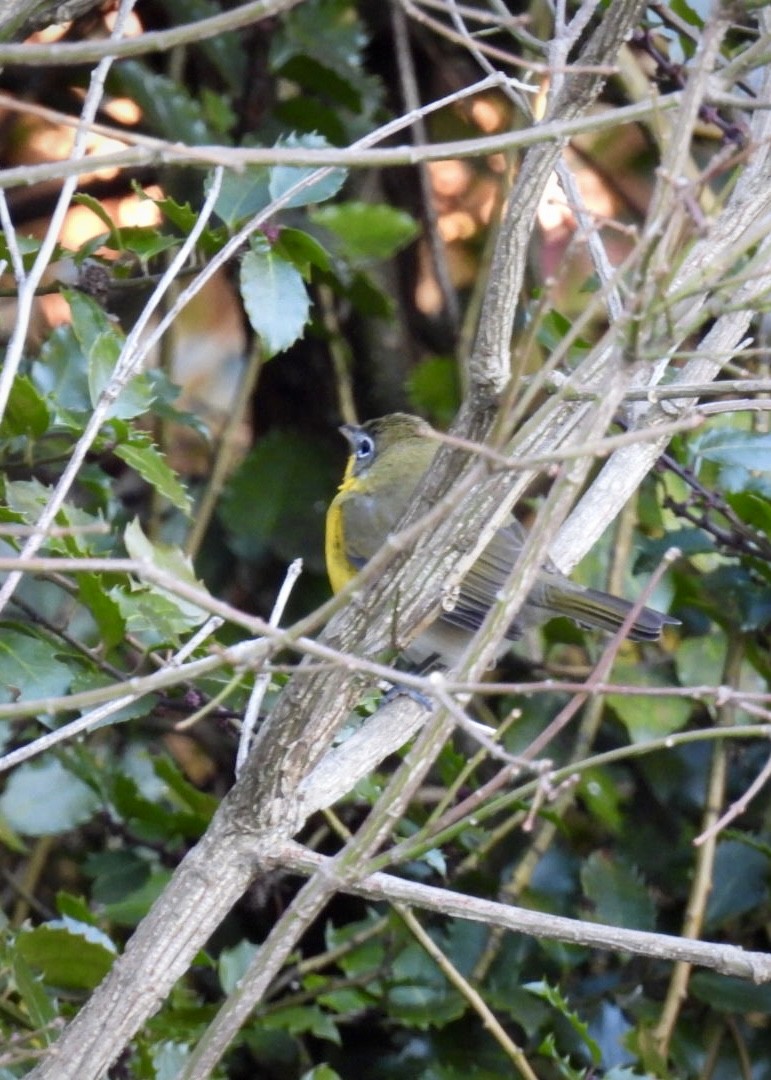 Yellow-breasted Chat - ML646193573