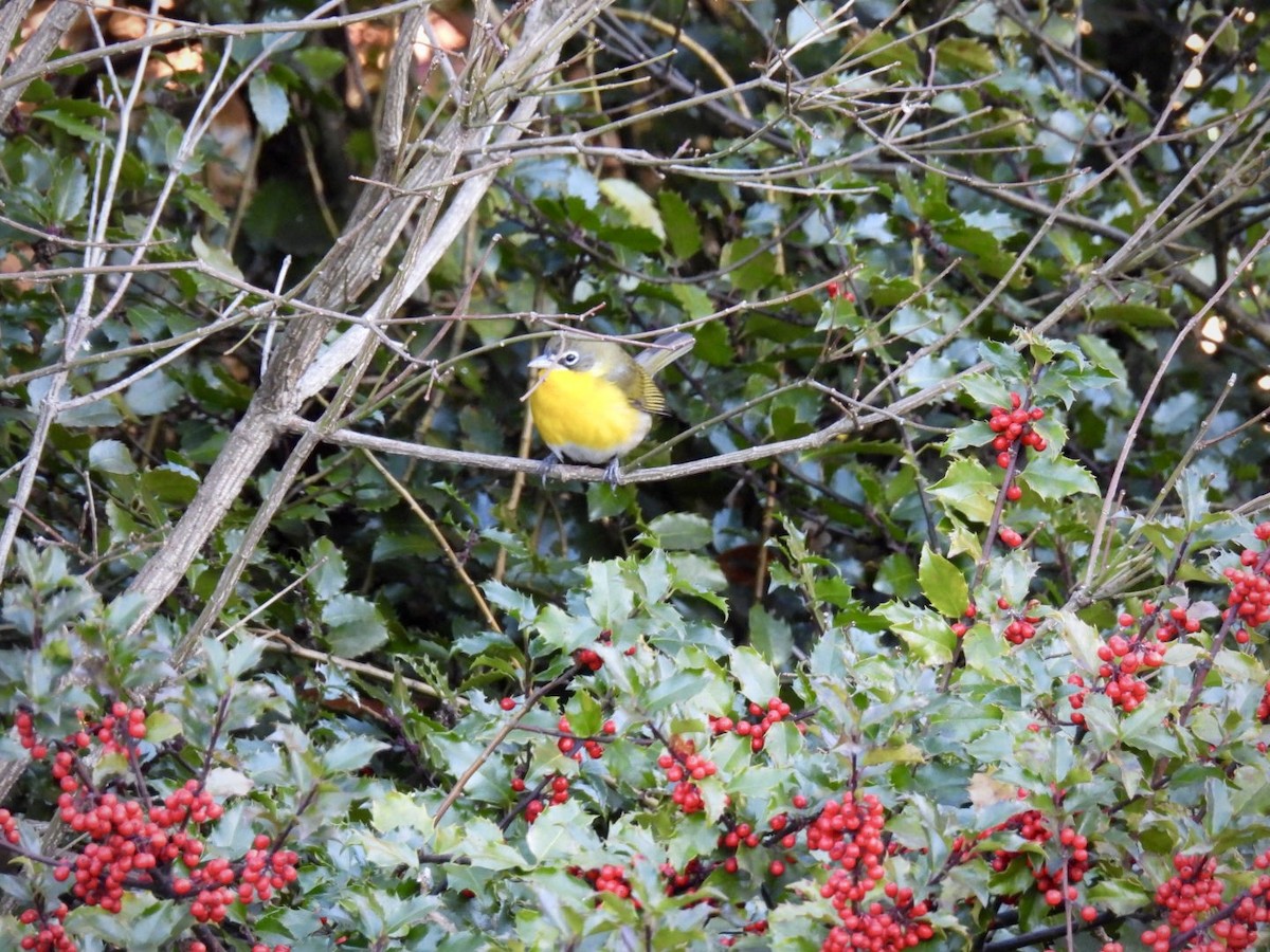 Yellow-breasted Chat - ML646193574