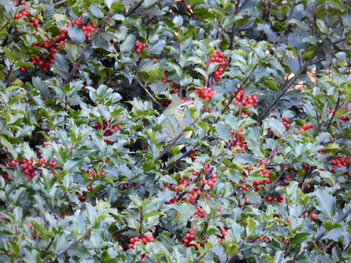Yellow-breasted Chat - ML646193575