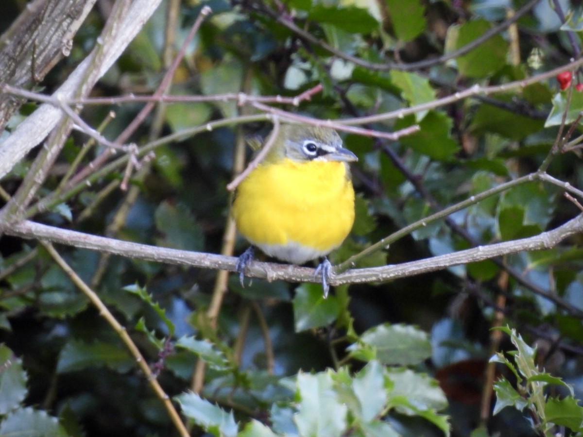 Yellow-breasted Chat - ML646193576