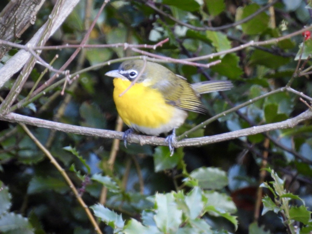 Yellow-breasted Chat - ML646193577