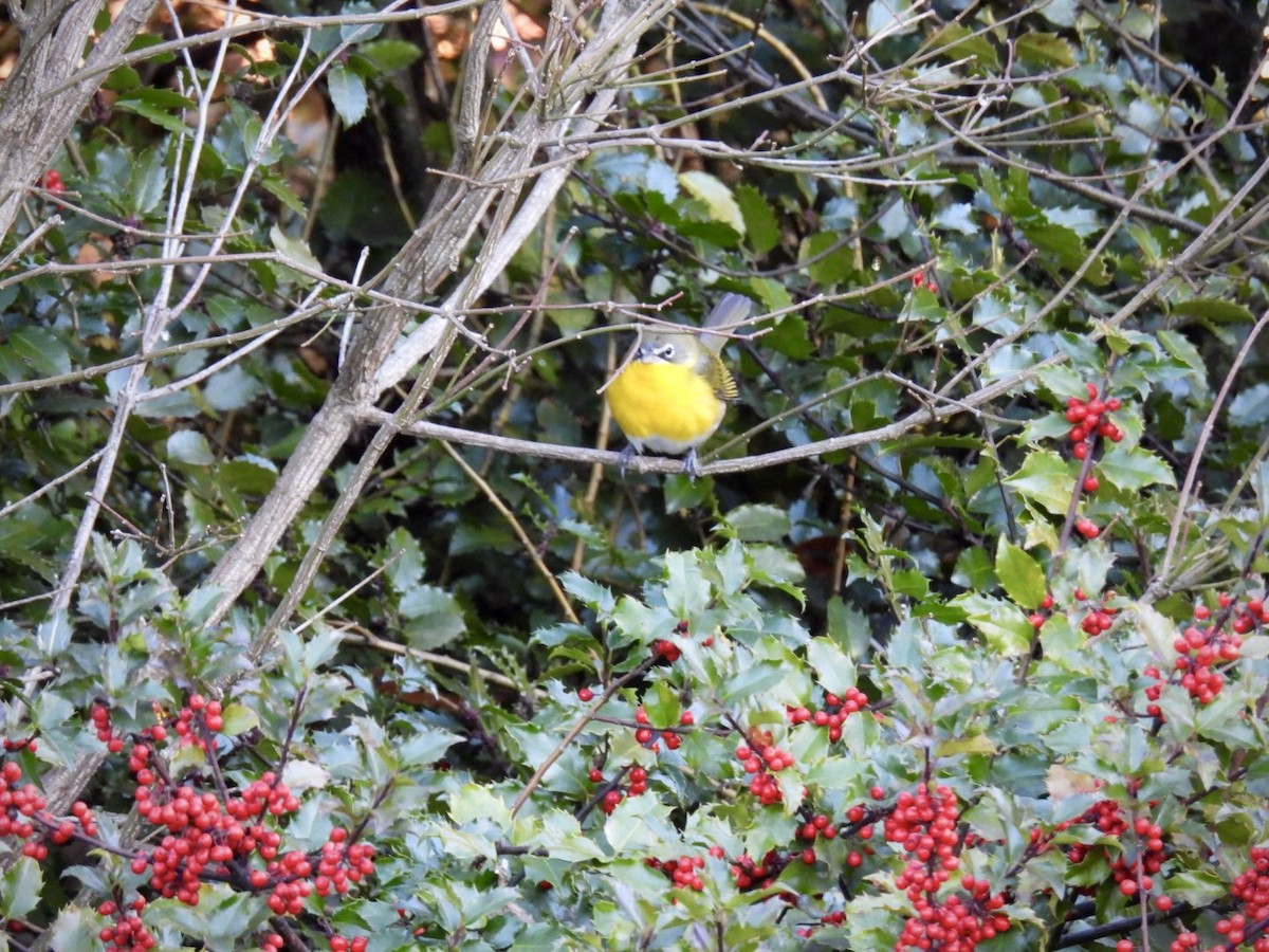 Yellow-breasted Chat - ML646193578