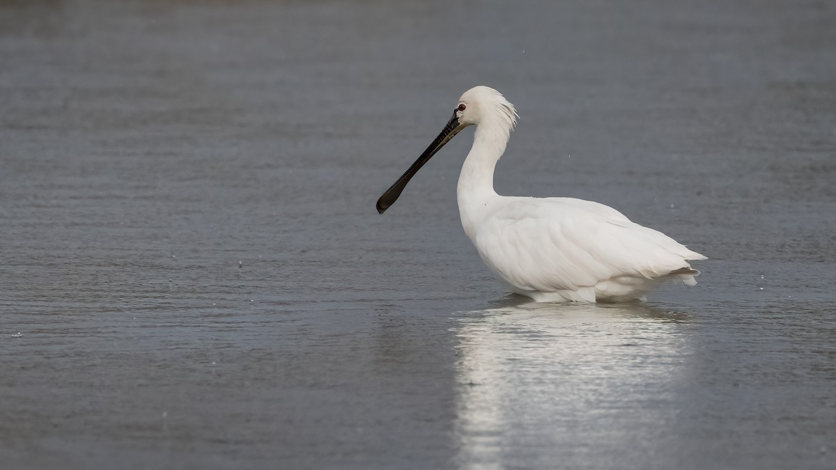 Eurasian Spoonbill - ML646193583