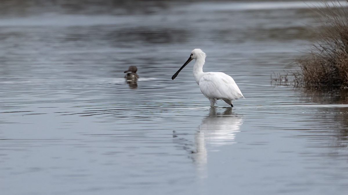 Eurasian Spoonbill - ML646193584