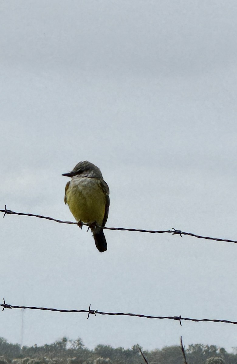 Batı Tiranı - ML646193586