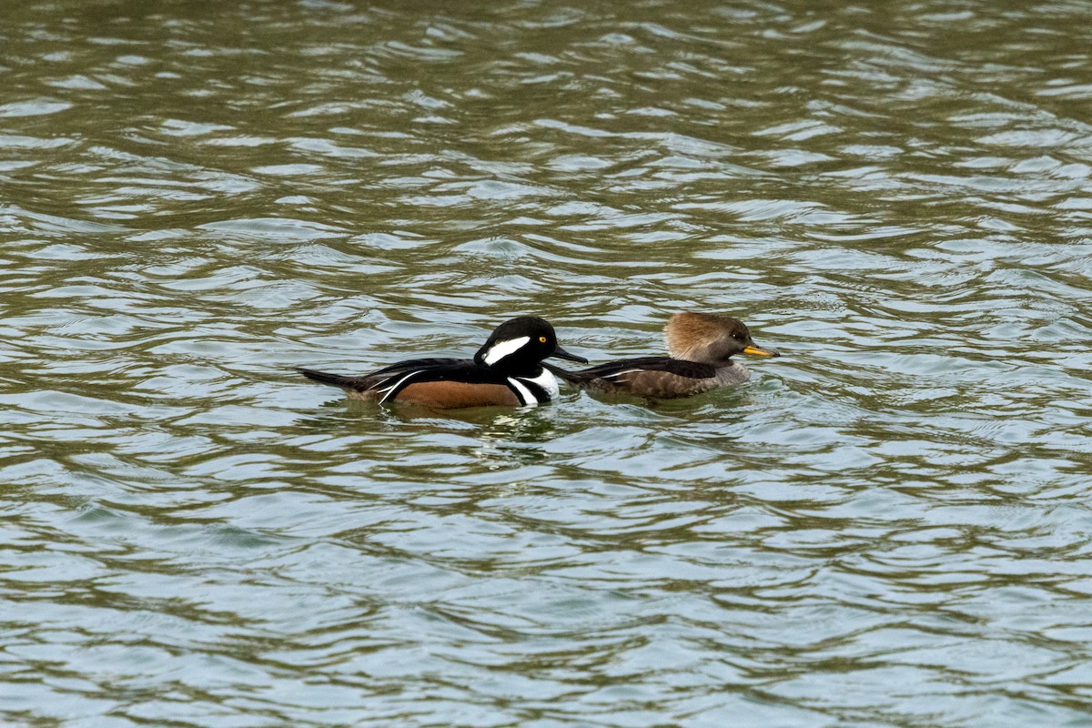 Hooded Merganser - ML646193587