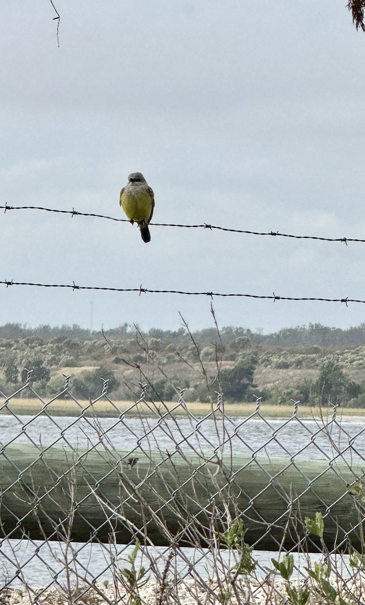 Batı Tiranı - ML646193589