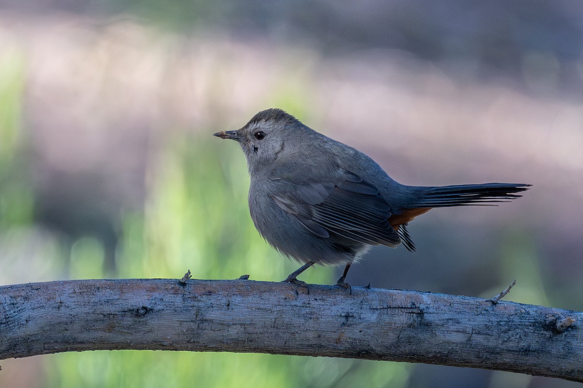 Gray Catbird - ML646193590
