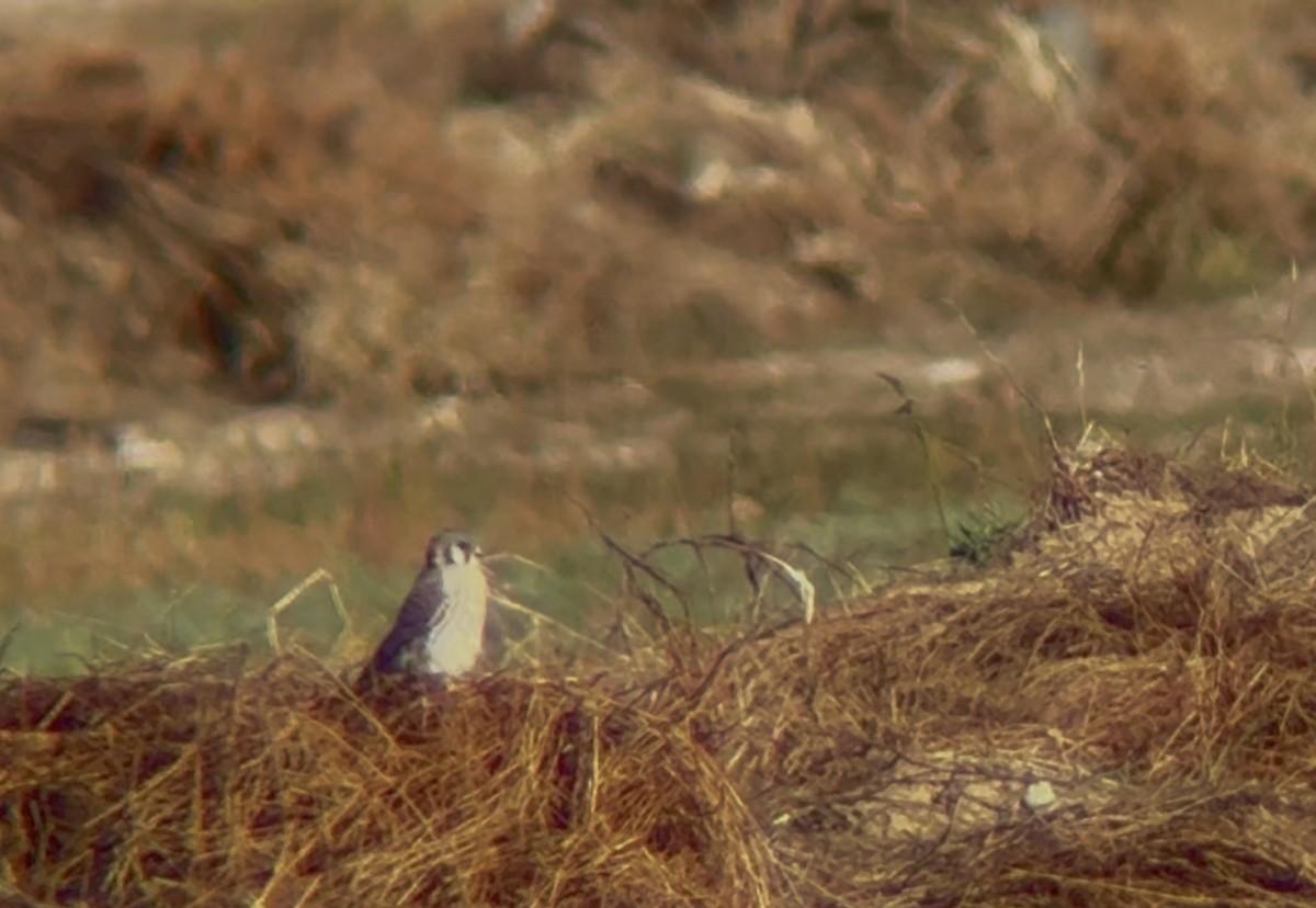 American Kestrel - ML646193591