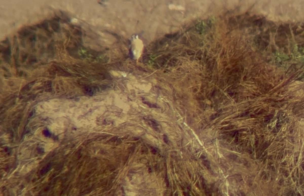 American Kestrel - ML646193592