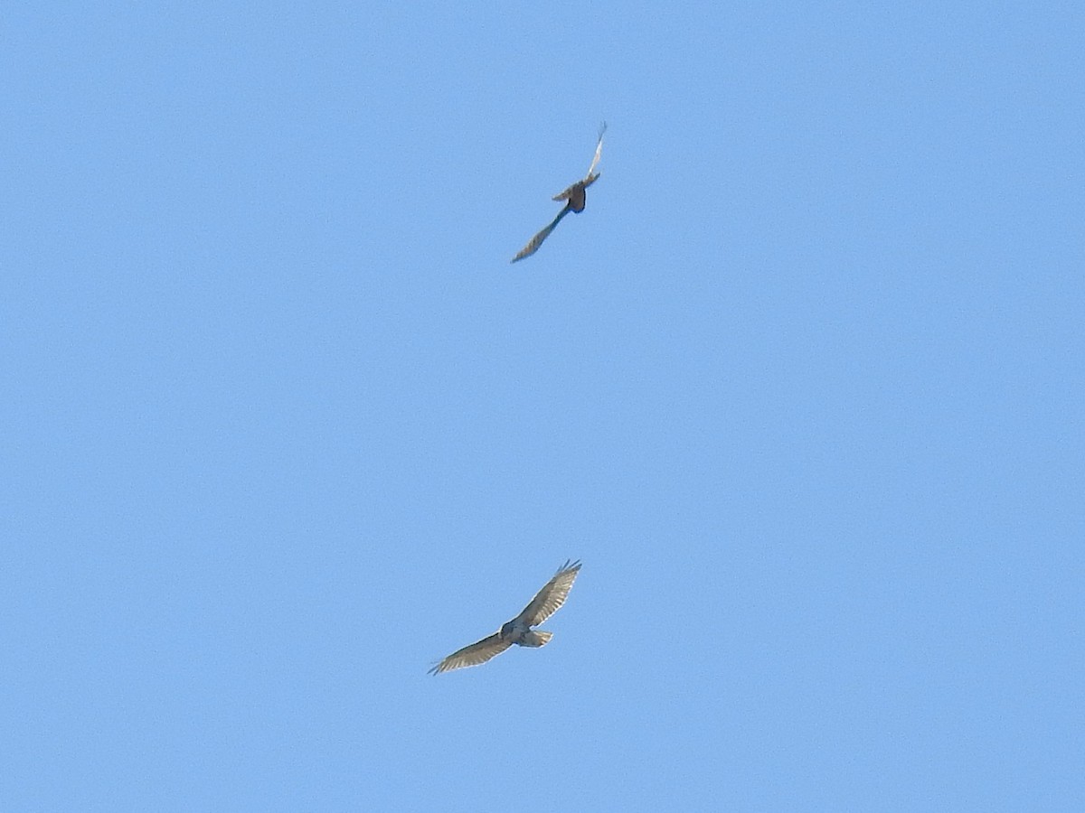 Red-tailed Hawk - ML646193593