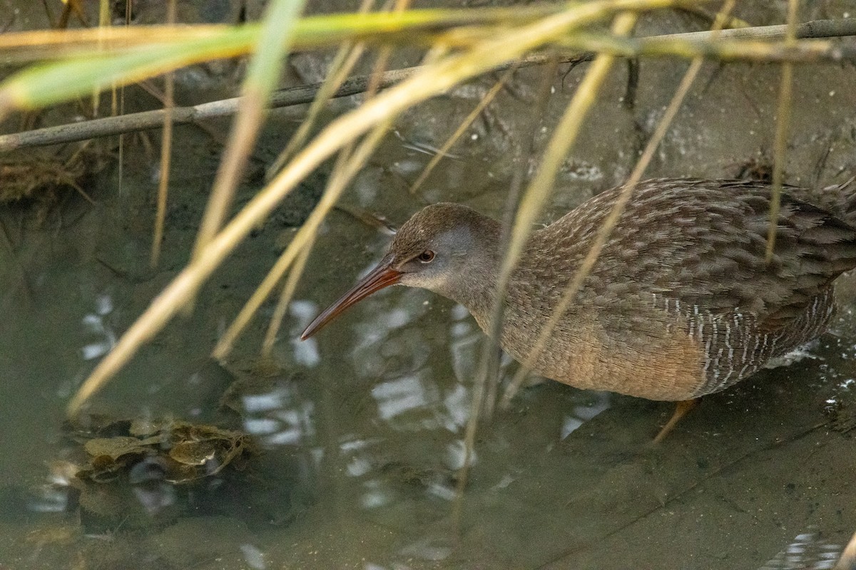 Clapper Rail - ML646193594