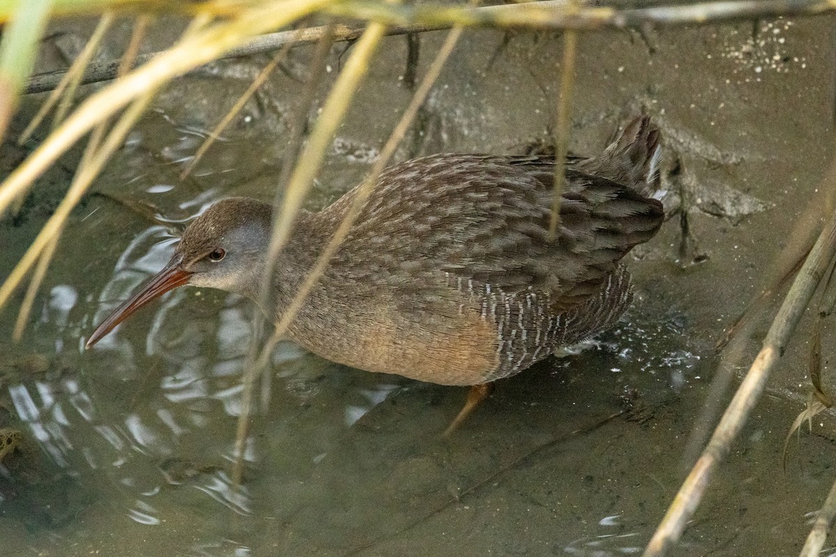 Clapper Rail - ML646193595