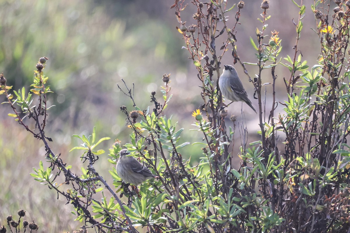 Yellow-rumped Warbler - ML646193596