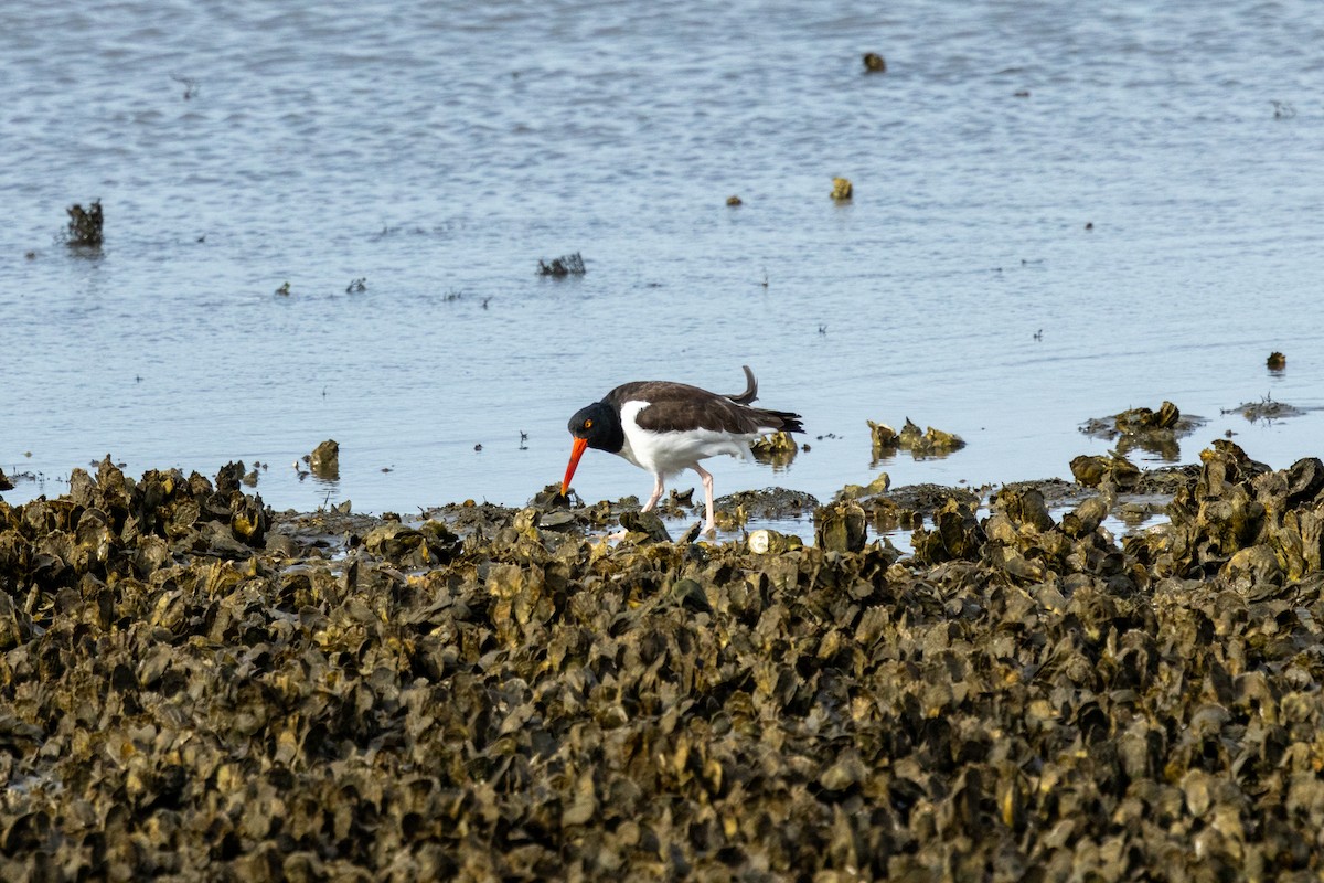 American Oystercatcher - ML646193597