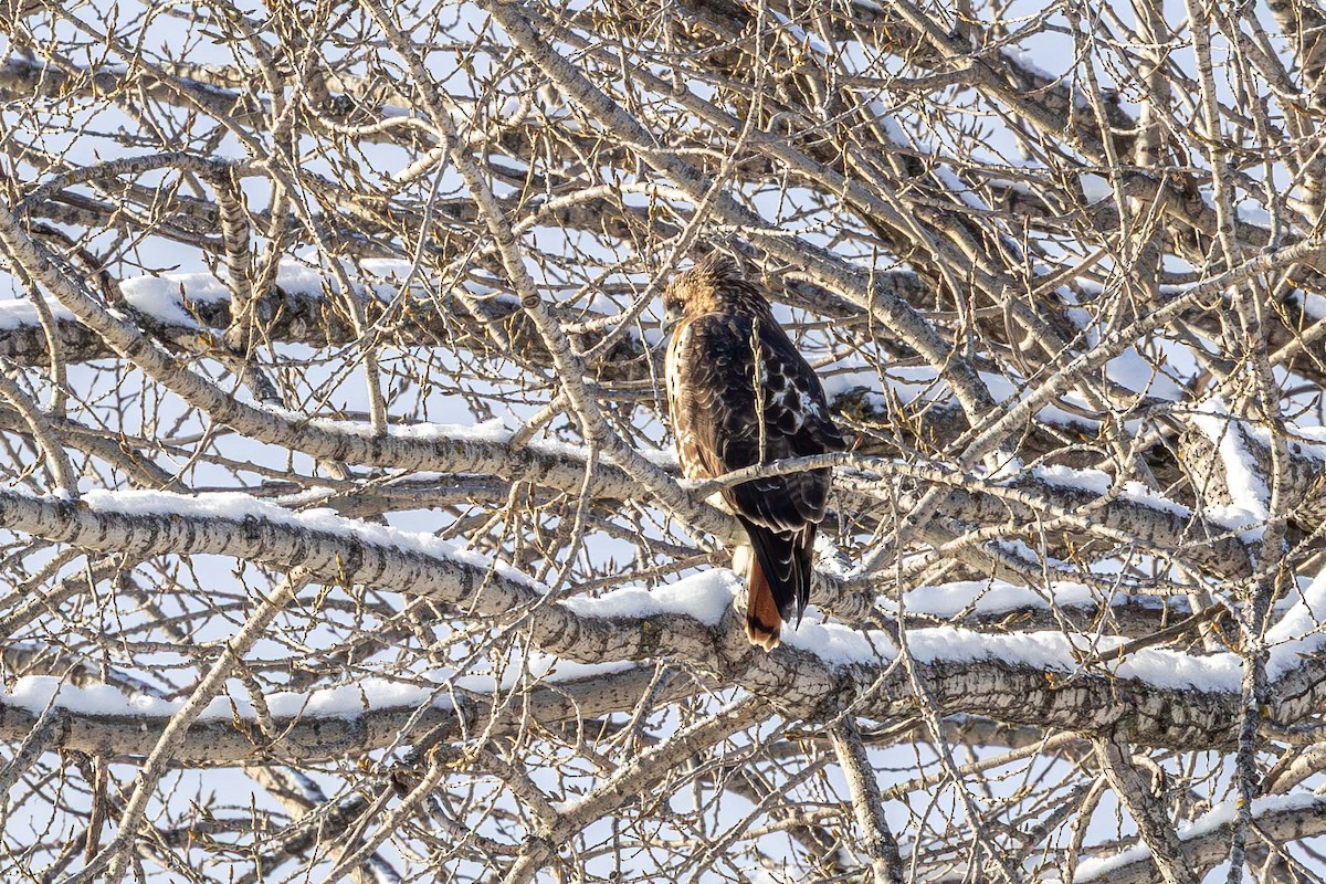 rødstjertvåk - ML646193599