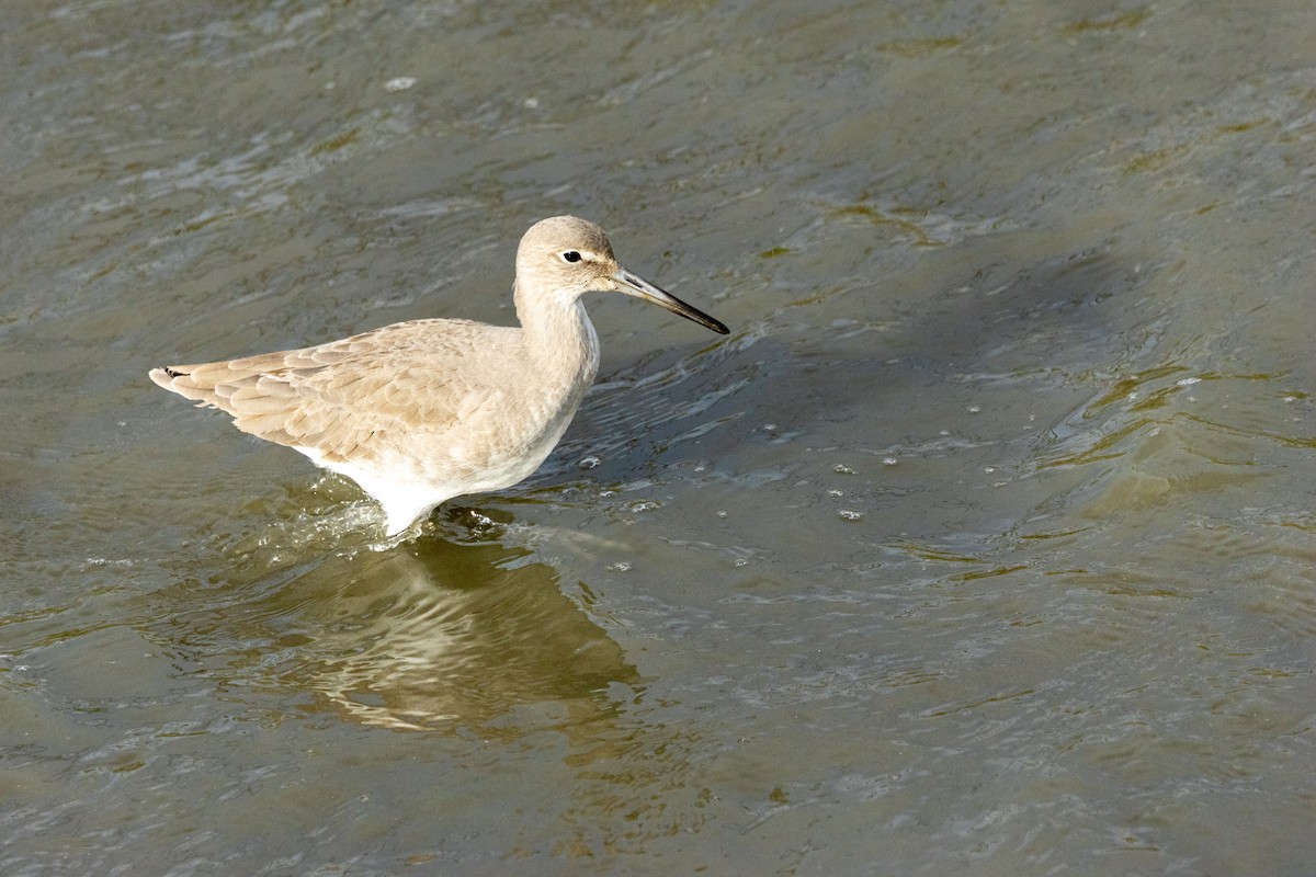 Willet - ML646193600