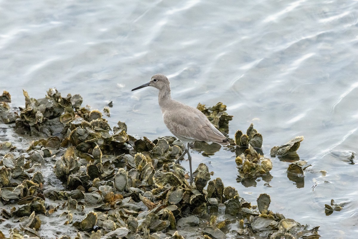 Willet - ML646193604