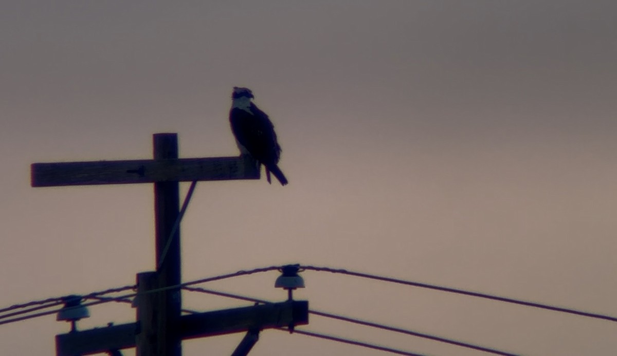 Osprey - ML646193605