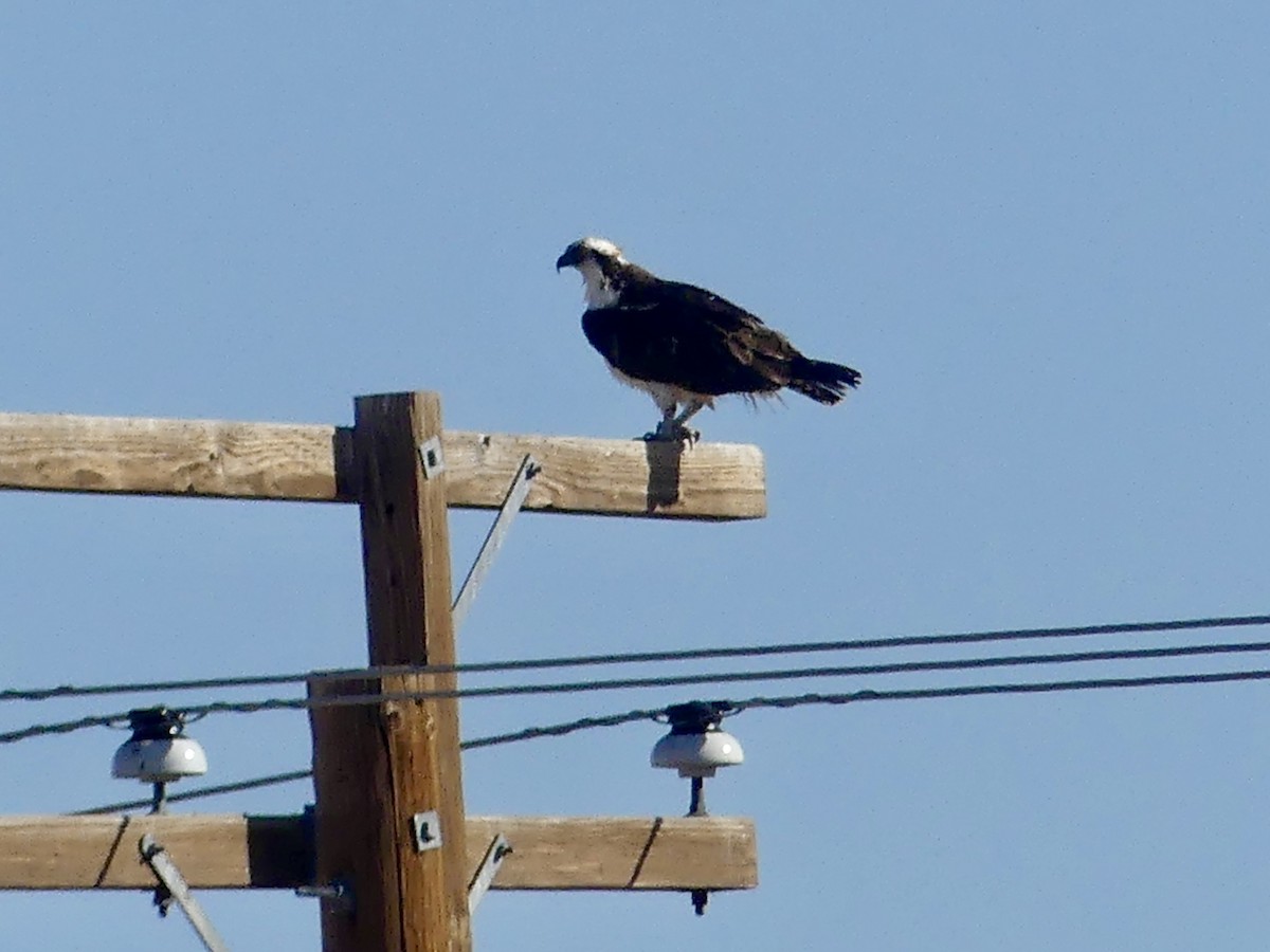 Osprey - ML646193606