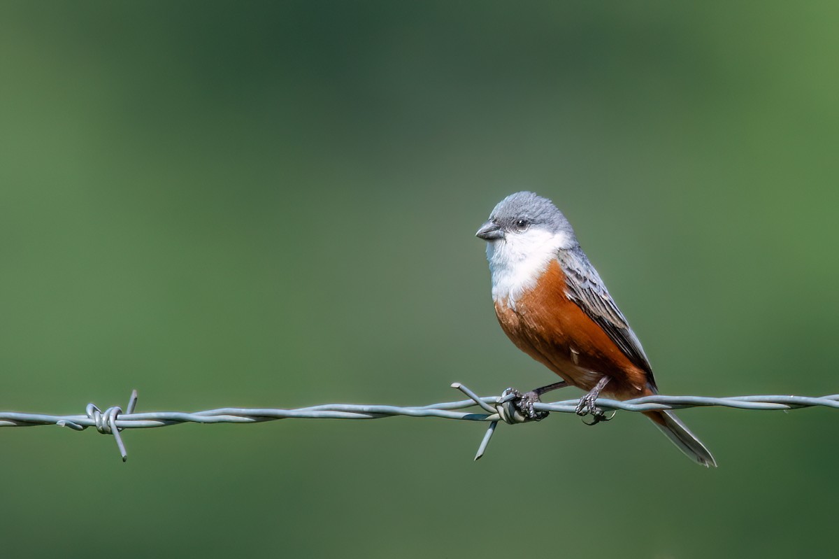 Marsh Seedeater - ML646193608