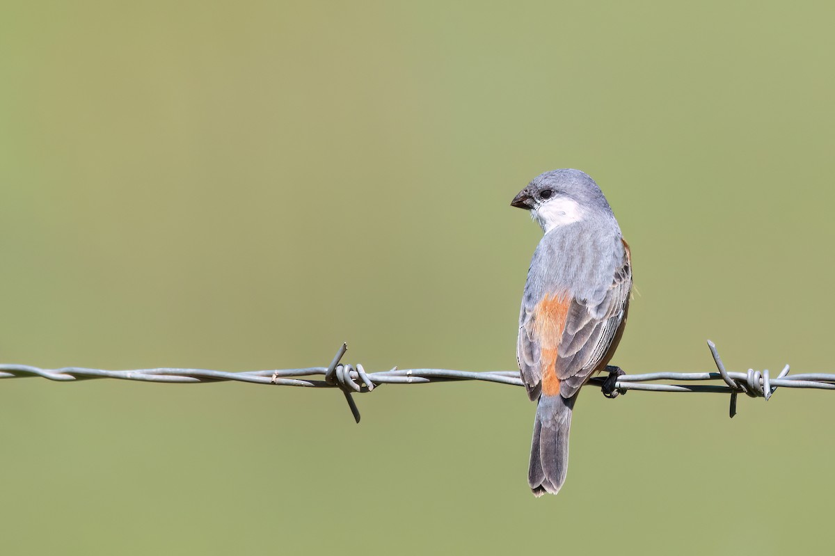 Marsh Seedeater - ML646193609