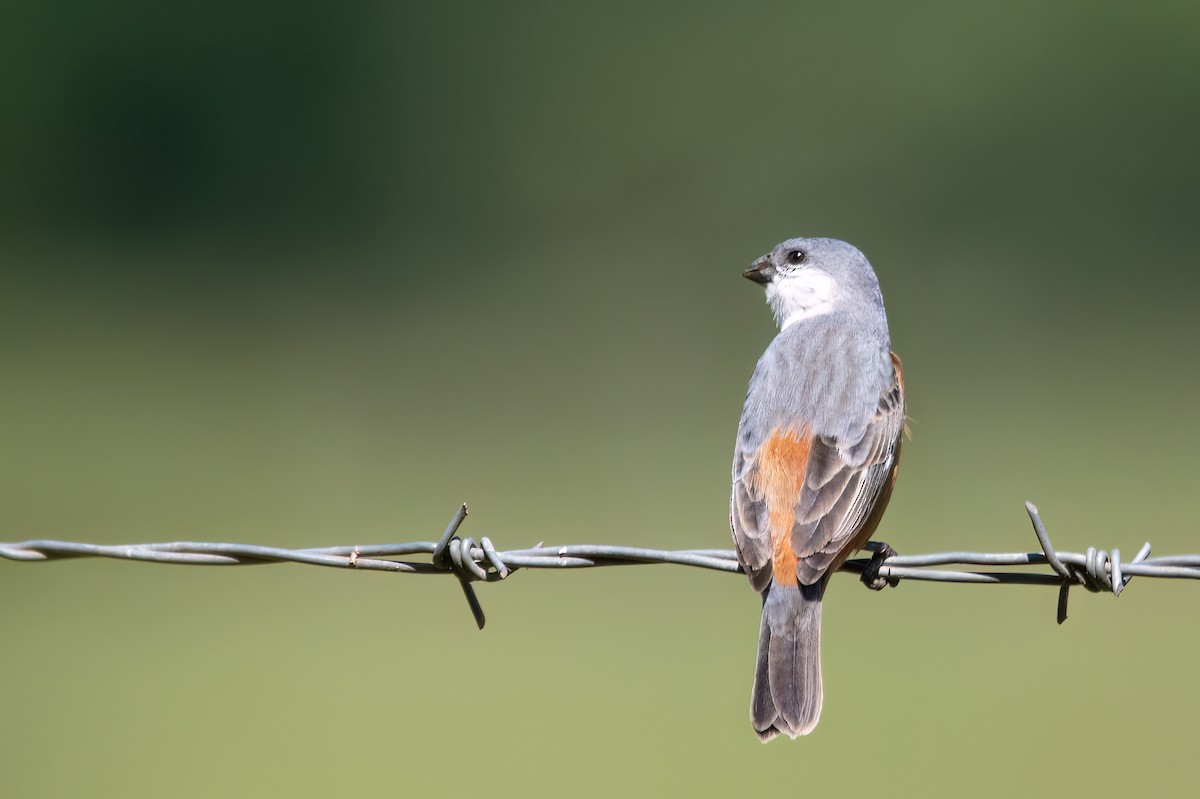 Marsh Seedeater - ML646193611