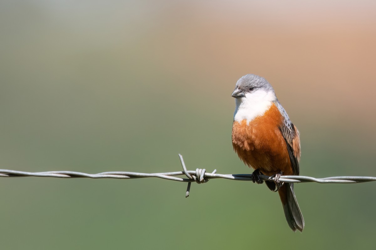 Marsh Seedeater - ML646193612