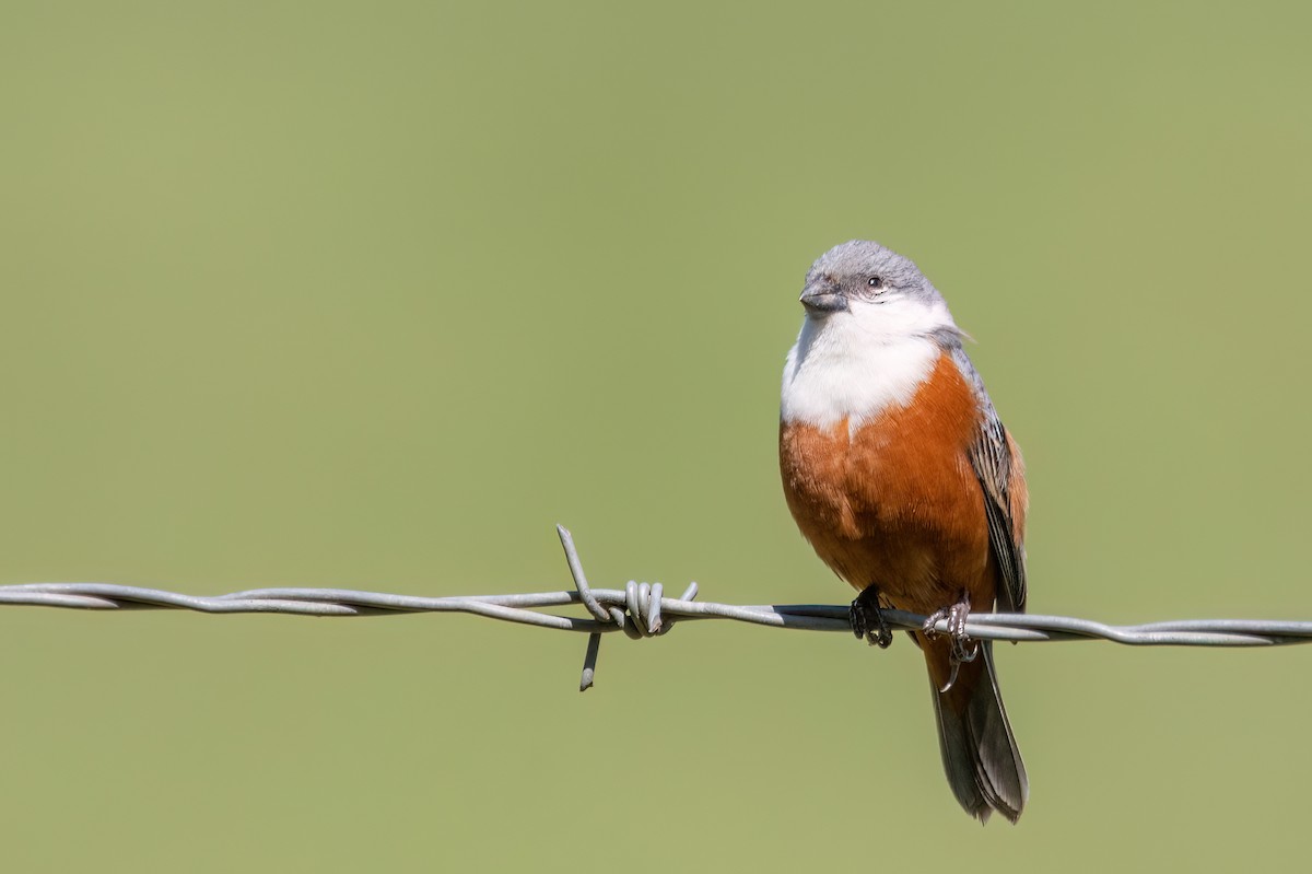 Marsh Seedeater - ML646193613