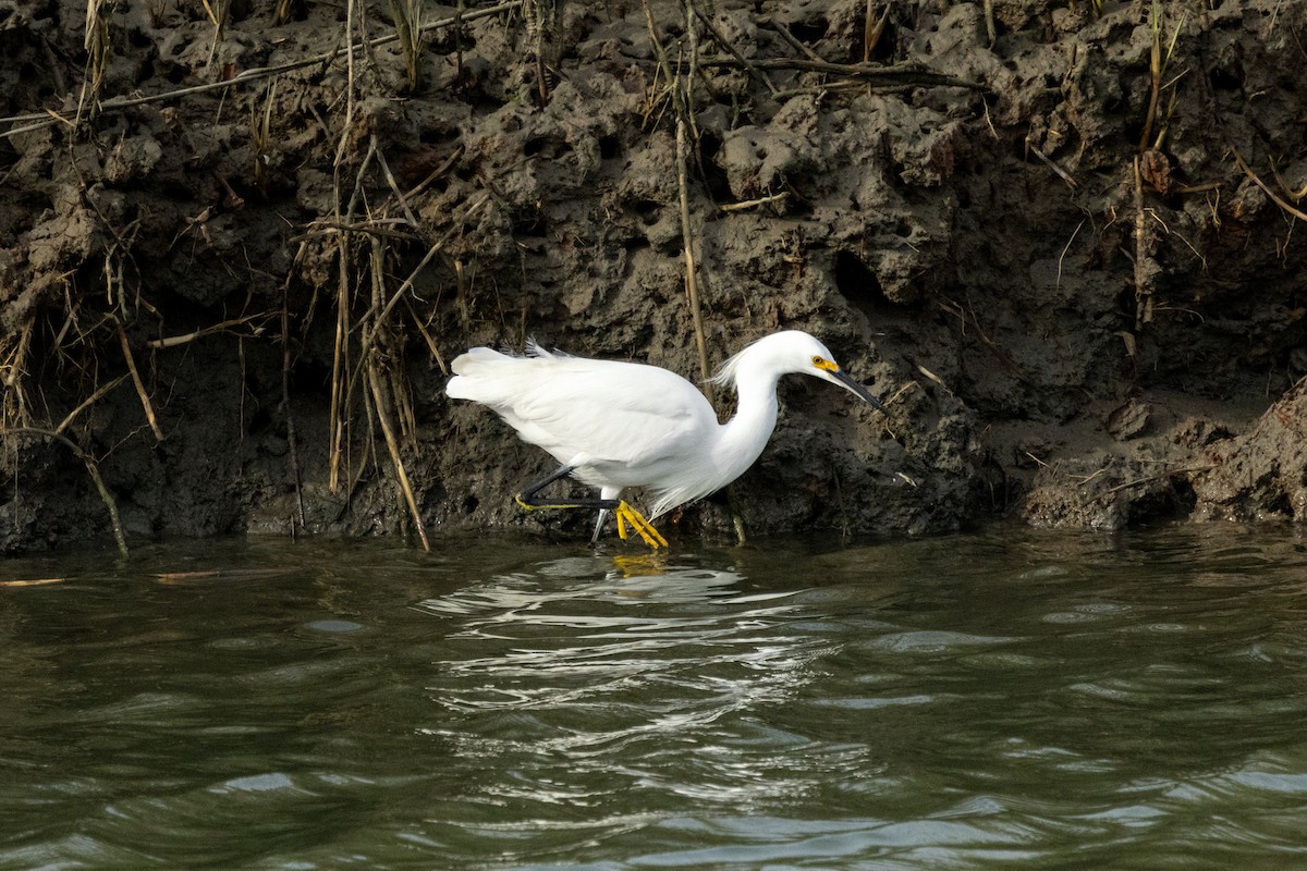 Snowy Egret - ML646193614