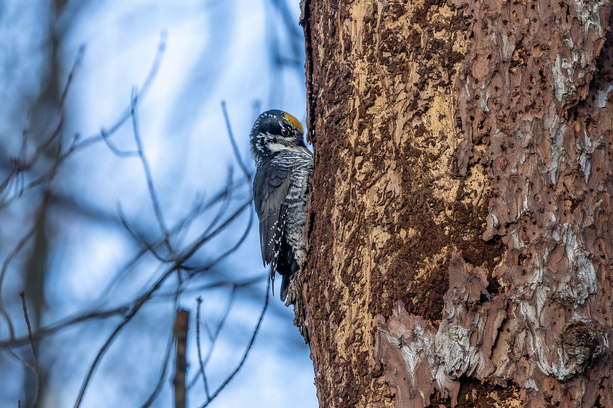 granspett - ML646193616