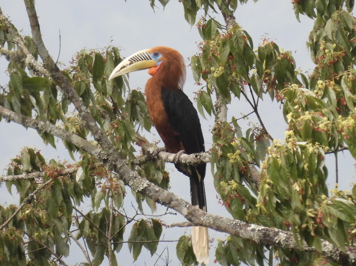 Rufous-necked Hornbill - ML646193617