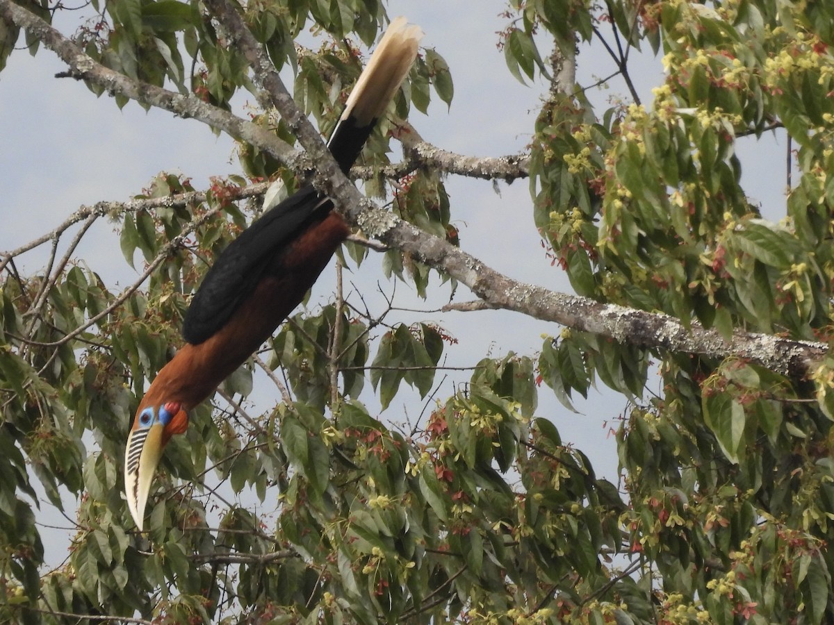 Rufous-necked Hornbill - ML646193618