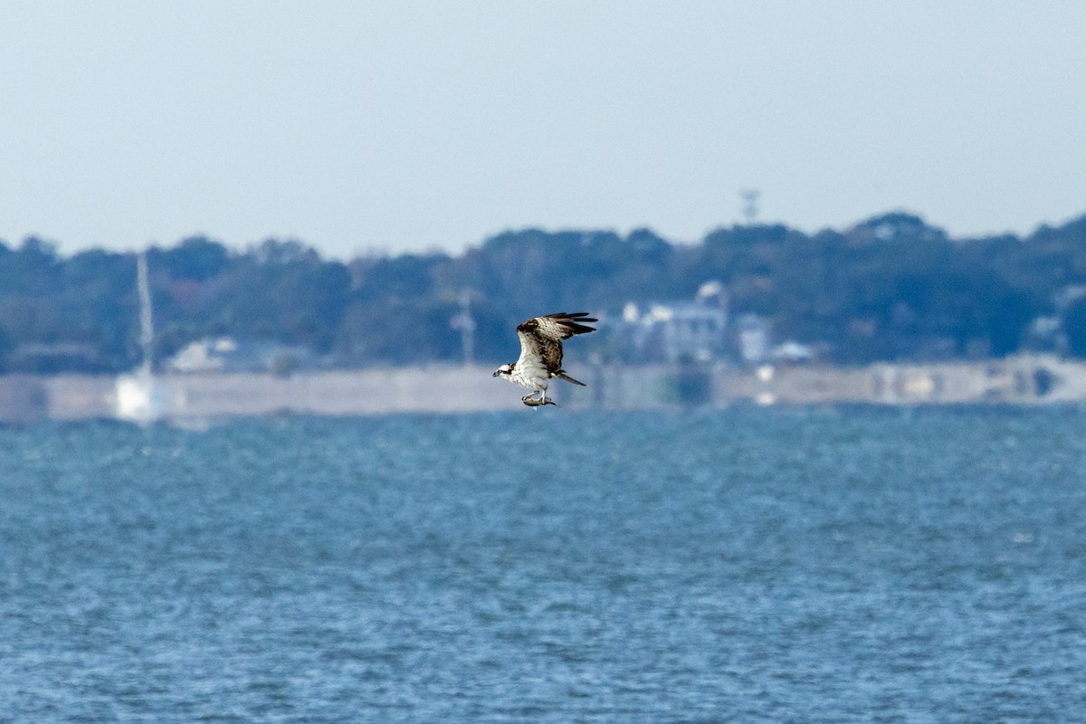 Osprey - ML646193620